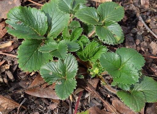 Strawberry runners
